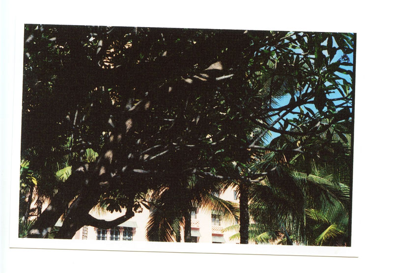 The Royal Hawaiian Hotel,Hawaii.  Voigtlander Bessa R2 © 2012 Bobby Asato