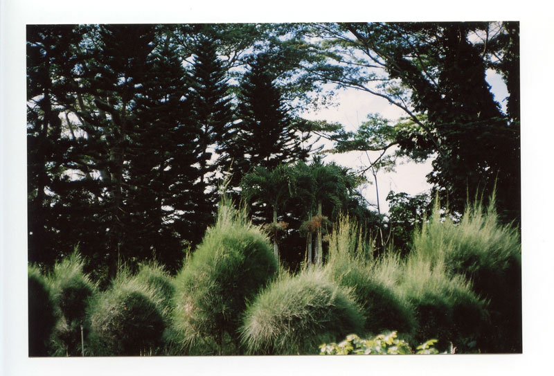 Treehouse, Kaka'ako, Hawaii.  Voigtlander Bessa R2+ © 2013 Bobby Asato