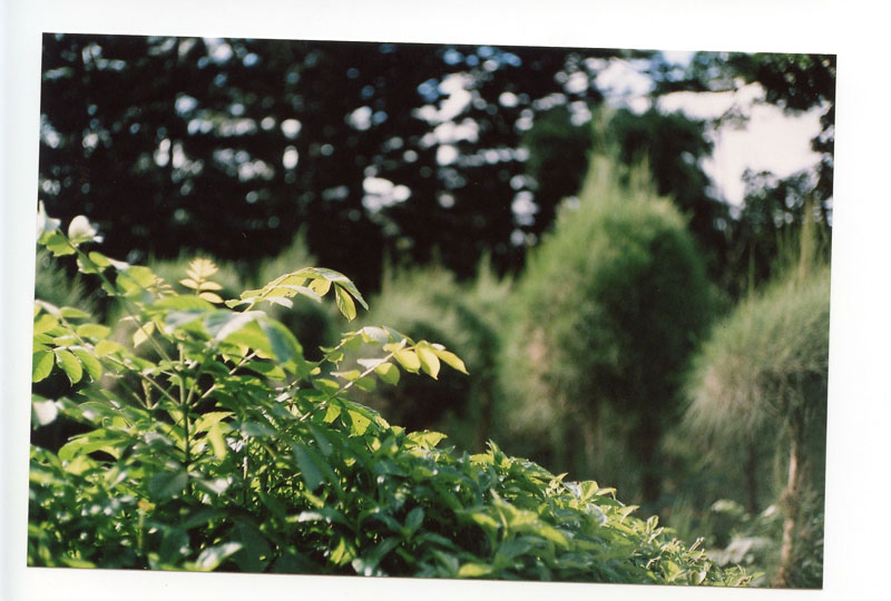 Treehouse, Kaka'ako, Hawaii.  Voigtlander Bessa R2+ © 2013 Bobby Asato