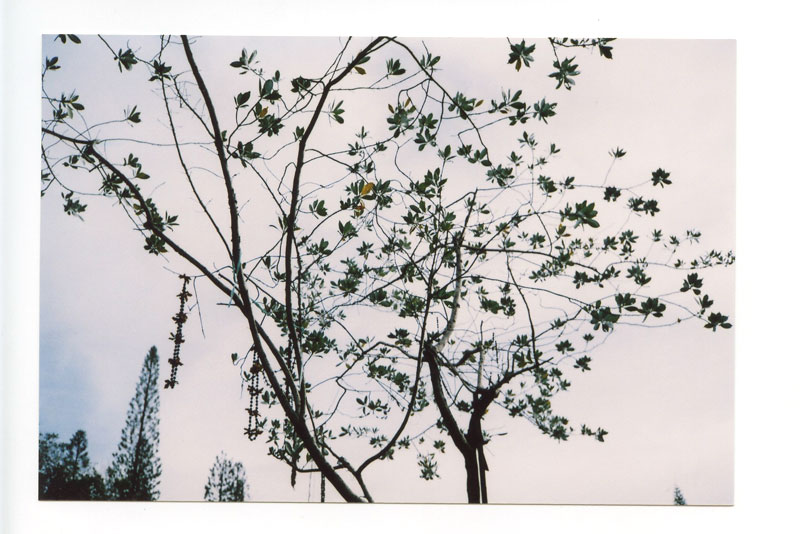 Mililani Mortuary, Hawaii.  Rolleimat F © 2013 Bobby Asato