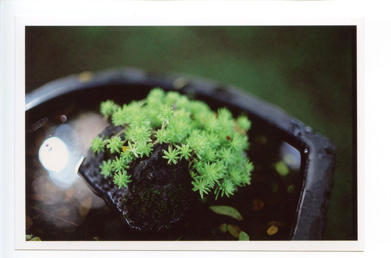Hindu Monastery, Kauai, Hawaii.  Canon F-1 original © 2013 Bobby Asato