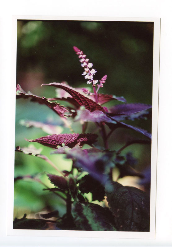 Hindu Monastery, Kauai, Hawaii.  Canon F-1 original © 2013 Bobby Asato