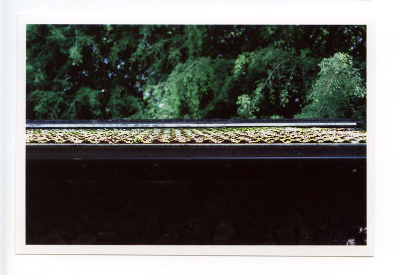 Hindu Monastery, Kauai, Hawaii.  Canon F-1 original © 2013 Bobby Asato