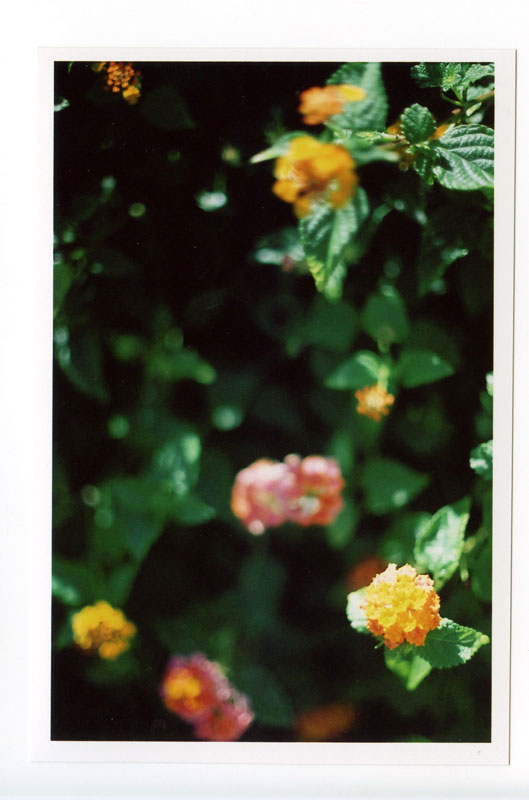 Kapaa, Kauai, Hawaii.  Canon F-1 original © 2013 Bobby Asato