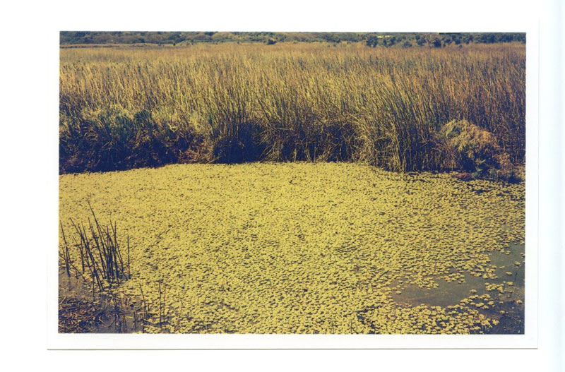 Kawai Nui Marsh Trail, Kailua, Hawaii.  Voigtlander Bessa R3A © 2013 Bobby Asato