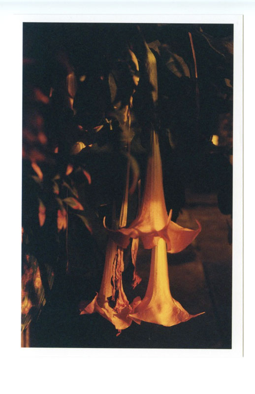 Downtown, Hawaii.  Voigtlander Bessa R3A © 2013 Bobby Asato