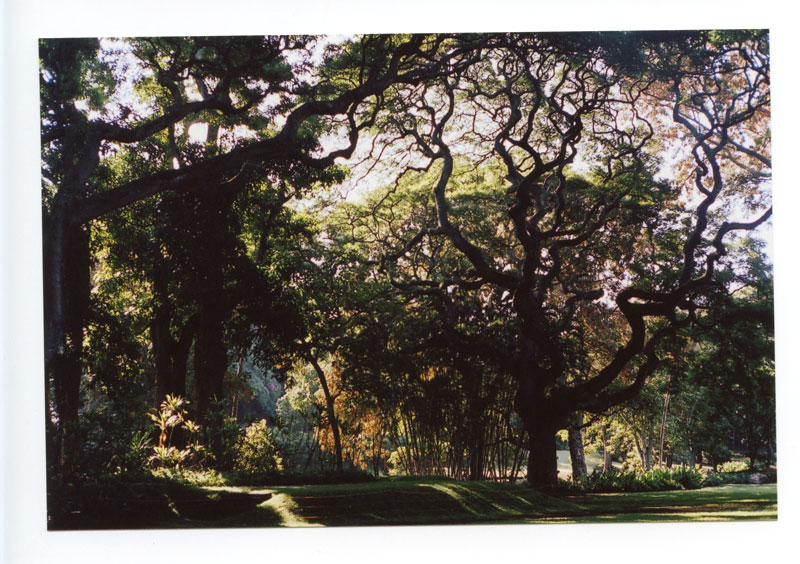 Moanalua Gardens, Hawaii.  Voigtlander Bessa R2 © 2013 Bobby Asato