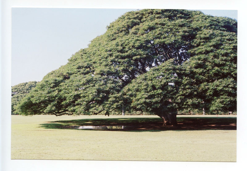 Moanalua Gardens, Hawaii.  Voigtlander Bessa R2 © 2013 Bobby Asato