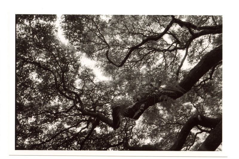 Nu'uanu Pali State Park, Hawaii. Ricoh GR-1 © 2013 Bobby Asato