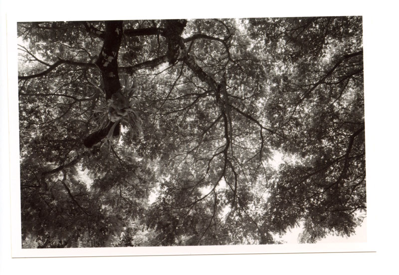 Nu'uanu Pali State Park, Hawaii. Ricoh GR-1 © 2013 Bobby Asato