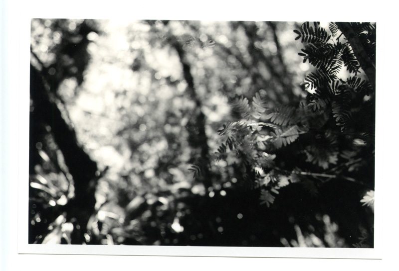 Wahiawa Botanical Gardens, Hawaii. Voigtlander Bessa R2 © 2013 Bobby Asato