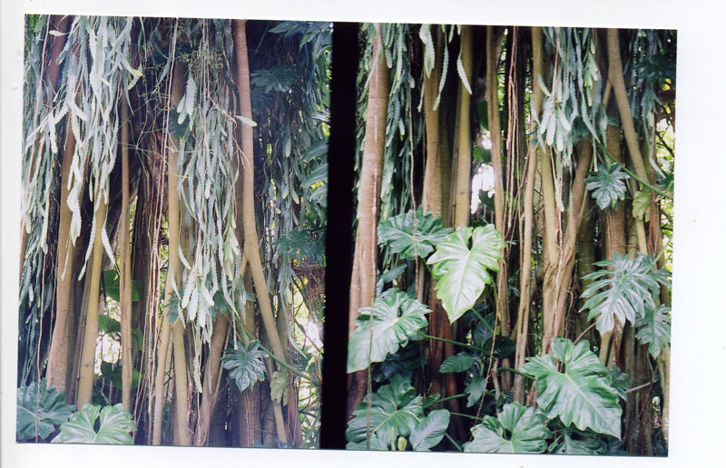 Wahiawa Botanical Gardens ©2010 Bobby Asato