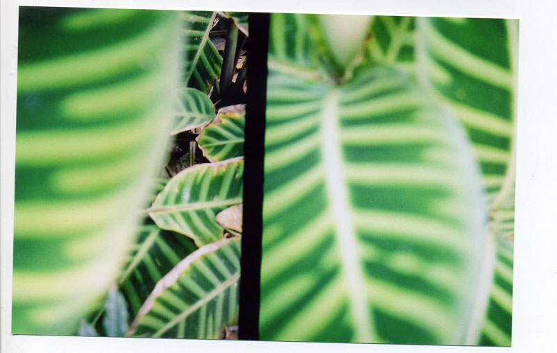 Wahiawa Botanical Gardens ©2010 Bobby Asato