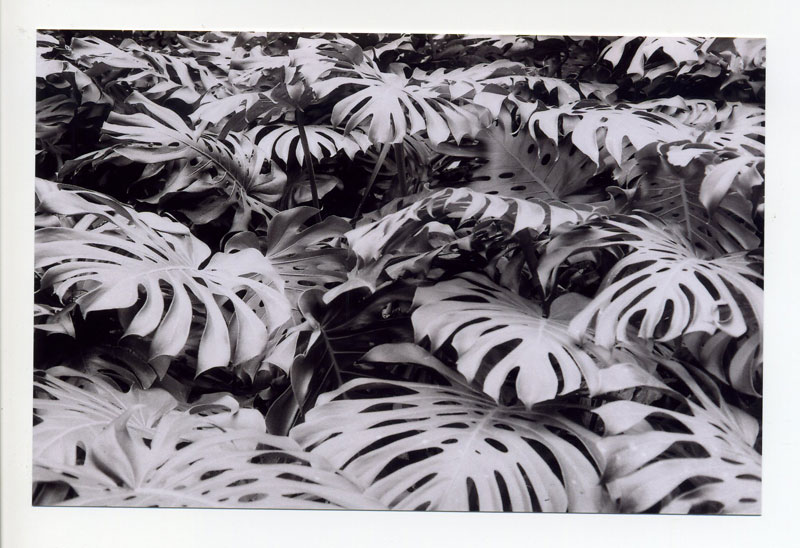 Lyon Arboretum Hike  ©2010 Bobby Asato